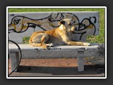 Naples un des chiens libres de la ville