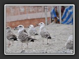 noli la plage 2