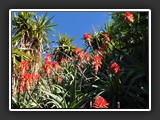 aloes et yuccas