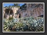 Balzi rossi et ses agaves