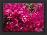 Bougainvillea glabra