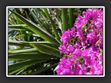 bougainvillier et yuccas