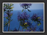 fleurs de jacarandas