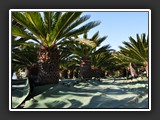 plantations de cycas