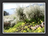 plantations de genets blancs