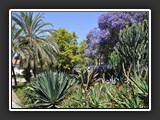 Bordighera jardin Claude Monet 2