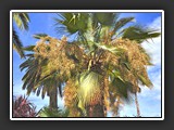 Bordighera jardin public via Vittore Emmanuelle II