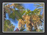Bordighera jardin public via Vittore Emmanuelle II-2