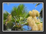 Bordighera jardin public via Vittore Emmanuelle II-3
