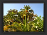 Bordighera vieille ville 8