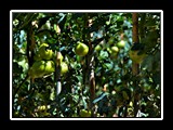 monterosso-4