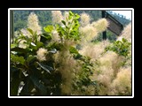 Pigna_2 cottinus coggygria