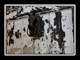 Pigna_3