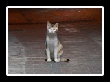 Pigna_6