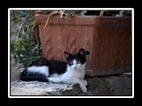 Pigna_8