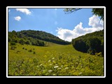 limonetto_14
