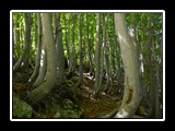 limonetto_17