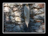 limonetto_24