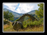 limonetto_29