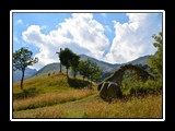 limonetto_30