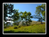 limonetto_31