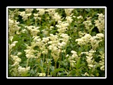 limonetto_4