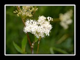 limonetto_8