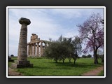 paestum_temple_de_ceres