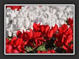 cyclamens