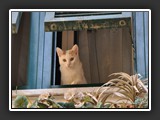 vieux san remo_7