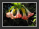 villa ormond_3