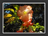 villa ormond_4