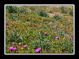 tharros_8