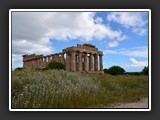 selinonte-19