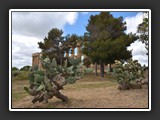 selinonte-2