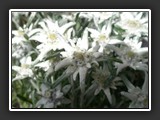 edelweiss
