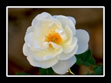 vallecrosia_11