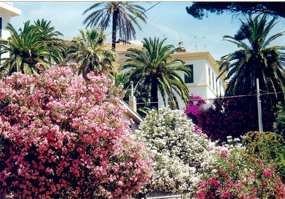 Bordighera