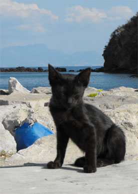 chats italie