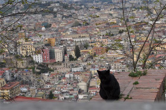 chats italie