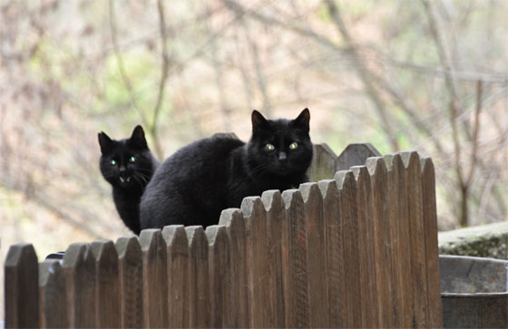 chats italie