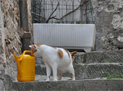 chats italie