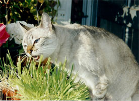 Chats italie