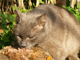 Chats italie