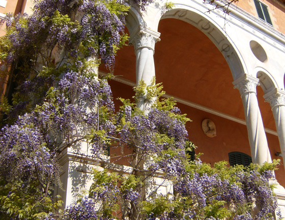 glycine jardin hanbury