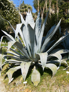 agave jardin hanbury