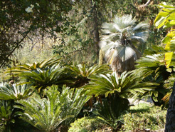 cycas jardin hanbury