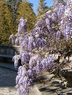 glycines jardin hanbury