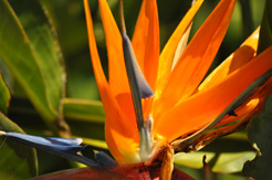 strelitzia