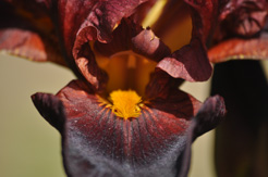 iris